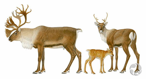 Illustration of Woodland Caribou (Rangifer tarandus caribou).