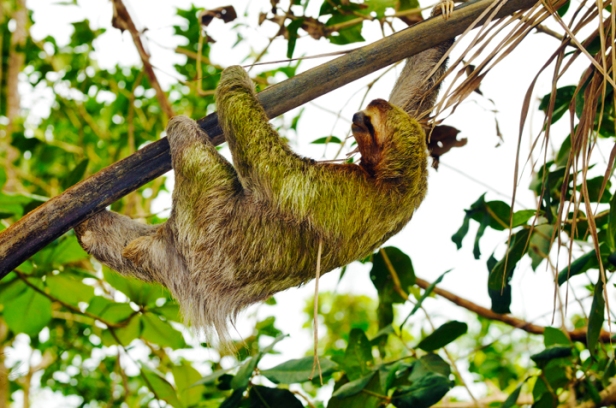 A sloth moves in a tree, hanging from a branch by all fours.