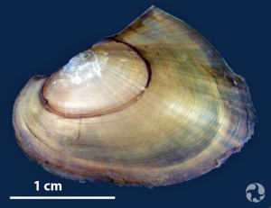 A juvenile pink heelsplitter (Potamilus alatus) mussel and a bar indicating the scale of 1 cm.