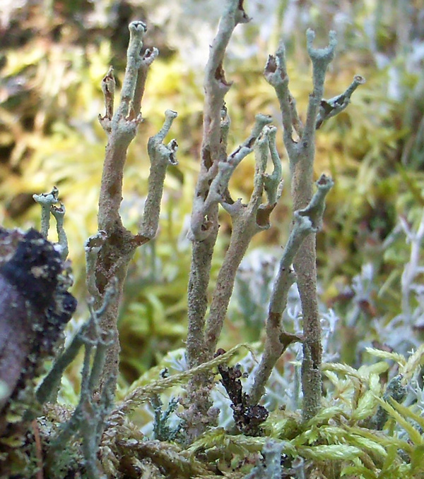 Lichen growing taller than the moss around it.