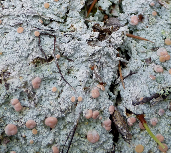A patch of lichen on a rock.