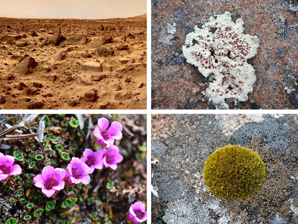 Collage: A barren, rugged landscape, lichen growing on a rock, moss on a rock, a flowering plant.