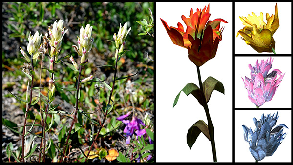 A photo of a flowering plant (Castilleja sp.) and images of mountain flower from the video game.