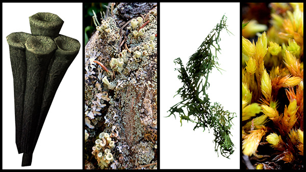 Photos of a lichen and a moss, paired with an image of their video-game counterpart.