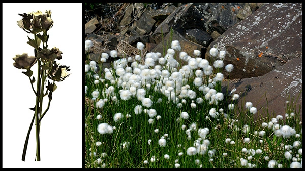 An image of tundra cotton from the video game and a photo of cottongrass plants.