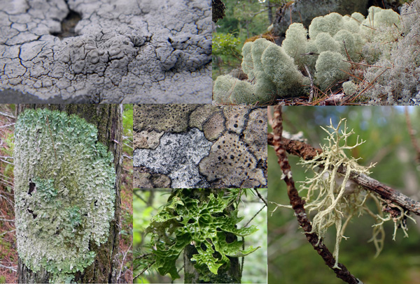 A collage of lichens