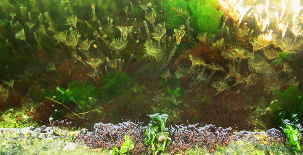 An underwater scene with algae and fan worms
