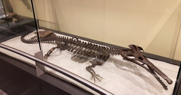 A mounted skeleton of Champsosaurus natator.