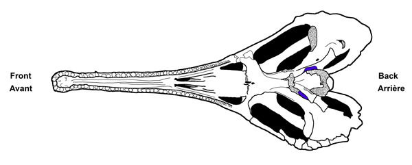 Schematic drawing of a Champsosaurus skull