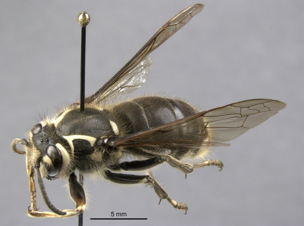 A pinned wasp specimen