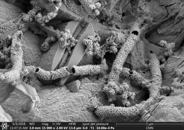 A grayscale image of several light grey, tube-like structures up to 1 micron in diameter and up to 10 microns long on grey cement surface.