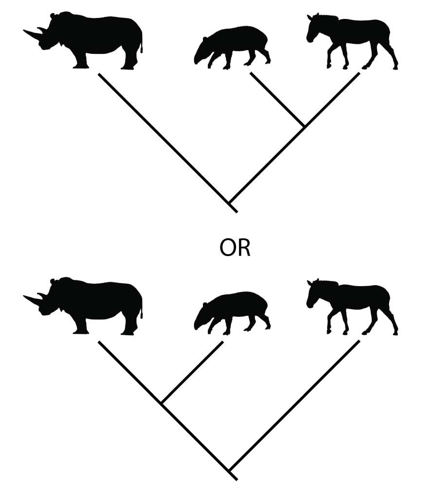 Diagram showing possible evolutionary histories for rhinoceroses, tapirs, and horses. 