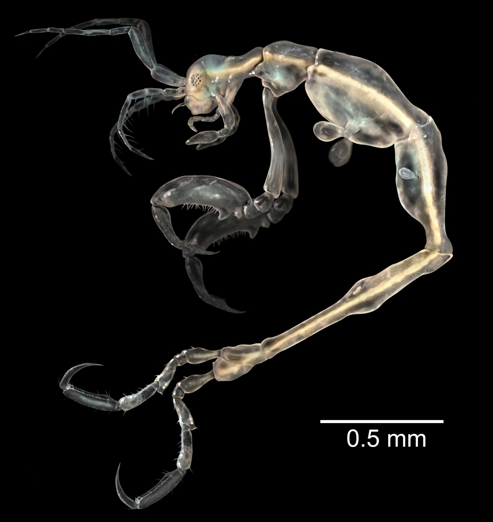 A skeletal, shrimp-like animal.
