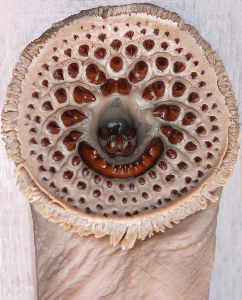 A cylindrical creature with circular rows of teeth at one end. 