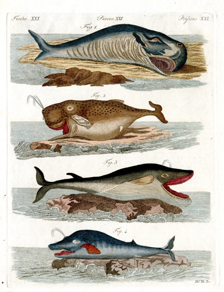 Four images of fish species ornately drawn. 