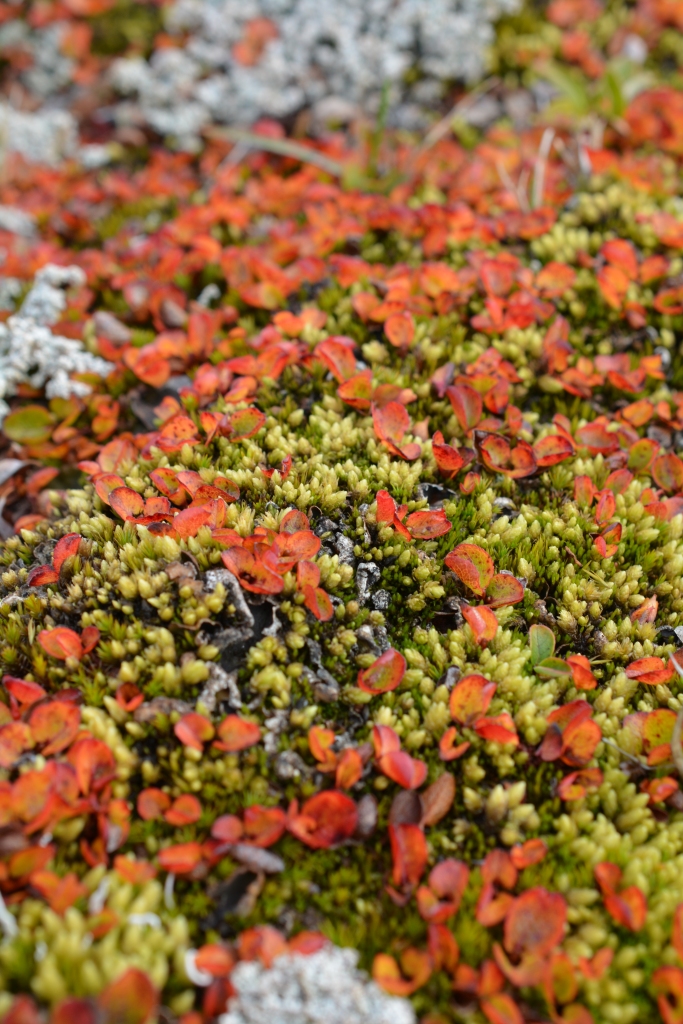 An image of a snowbed willow growing on the tundra. The leaves of the willow are turning orange and are interspersed with bright yellow-green mosses. 
