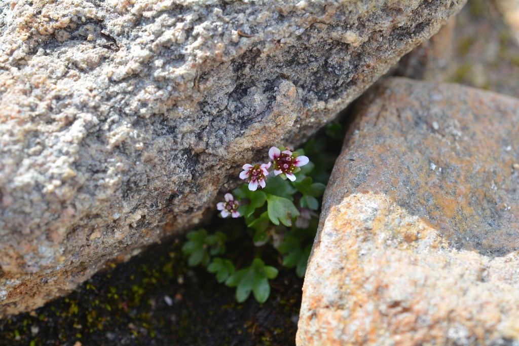 Three saxifrage flowers peeking out from between two tan boulders on the tundra. The flowers have maroon centres with white-pink petals and are emerging from a cluster of green lobed leaves. 