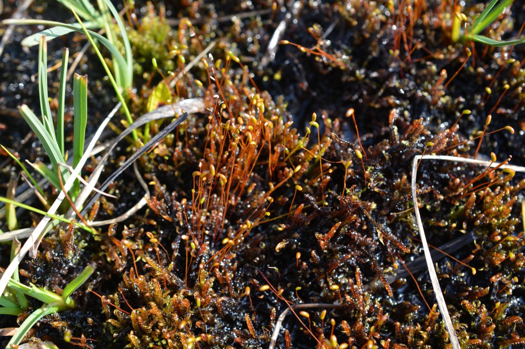 A mat of thick moss stems is growing on wet tundra. Above the moss leaves, slender orange stalks are rising, topped by narrow capsules full of spores. 