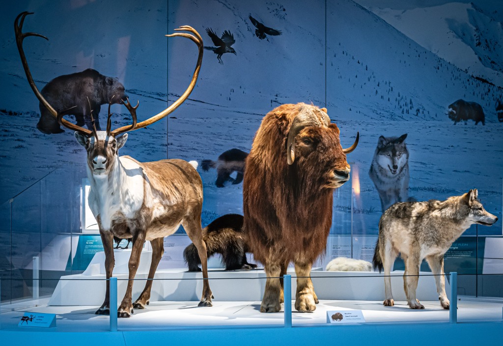 Display of taxidermied animals in a museum. 