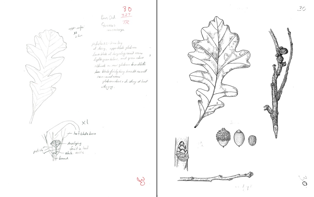 Two side-by-side illustrations (one rough sketch in pencil, one more detailed in ink) of an oak leaf, two branches and three acorn seeds. 